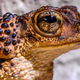 Illustration for article titled Plan to save an endangered frog in Puerto Rico involves barking at it to make it pee